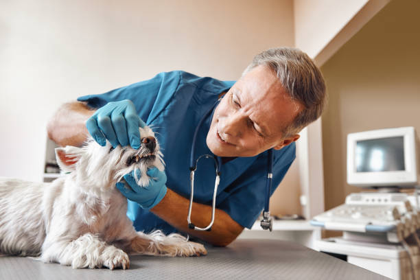 Best Walk-In Emergency Dentist in Plainview, NY
